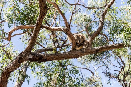 Kalara on Raymond Island on the koala trail 